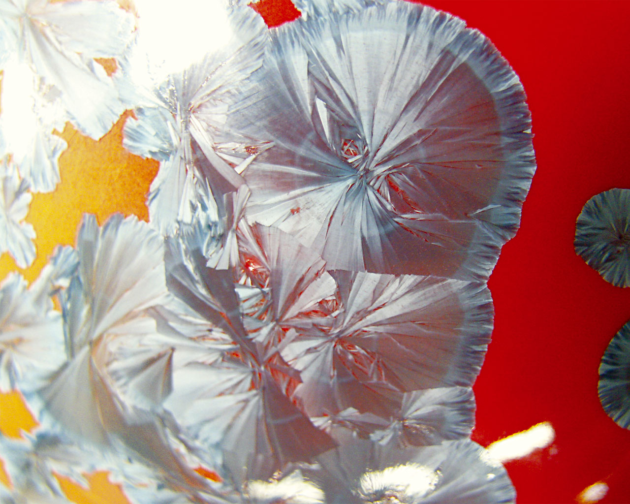 Email cristallin sur porcelaine par Denis Caraty, montrant des cristaux de silicate de zinc